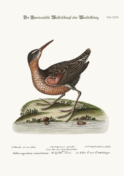 The American Water-Rail, 1749-73 by George Edwards